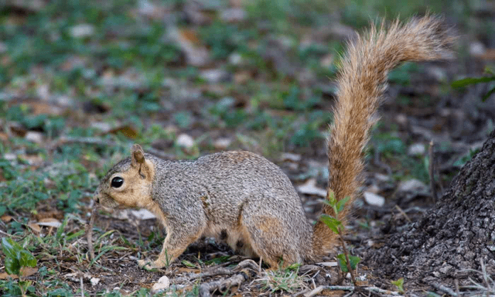Squirrel on grass