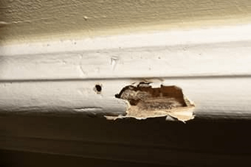 Wood with termite damage