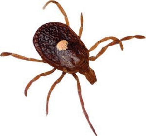 Tick on white background