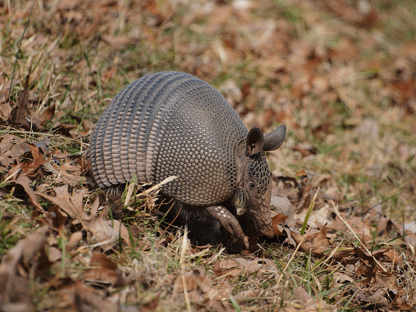 What Are Armadillos Certified Termite Pest Control