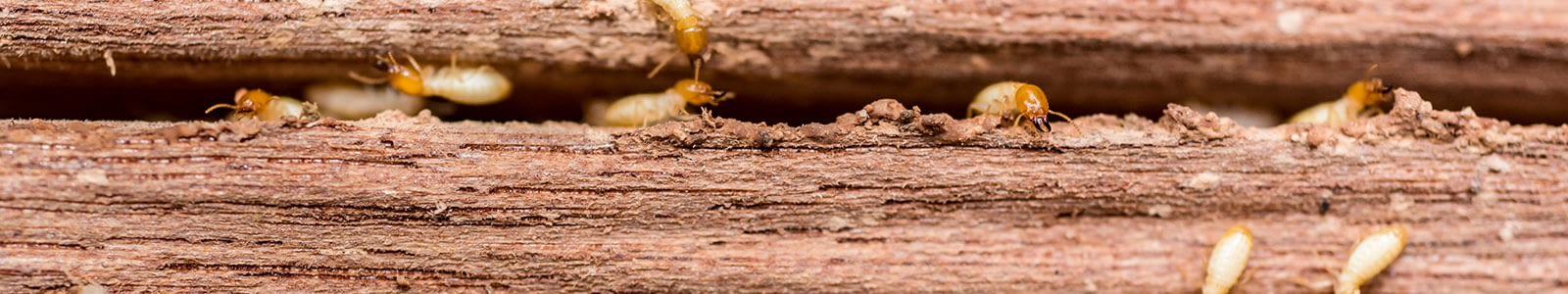 Liquid Treatment Options | Certified Termite and Pest Control