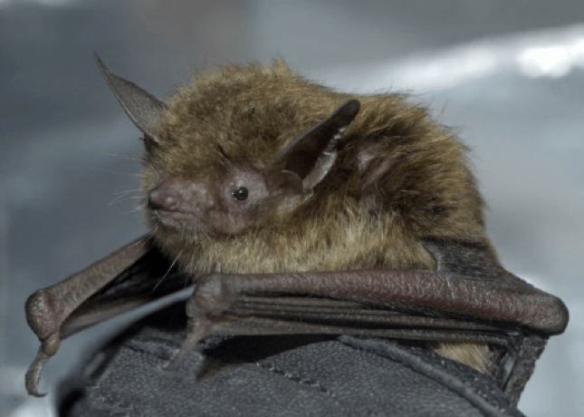 What are Bats? | Certified Termite & Pest Control